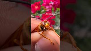 Eastern Cicada Killer Info & Sting!!