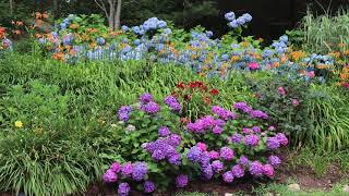 2024 Cape Cod Hydrangea Festival 6