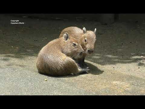 Cute Little Capybaras Play とてもかわいい赤ちゃんカピバラ遊び非常可愛的小寶貝水豚玩 Youtube