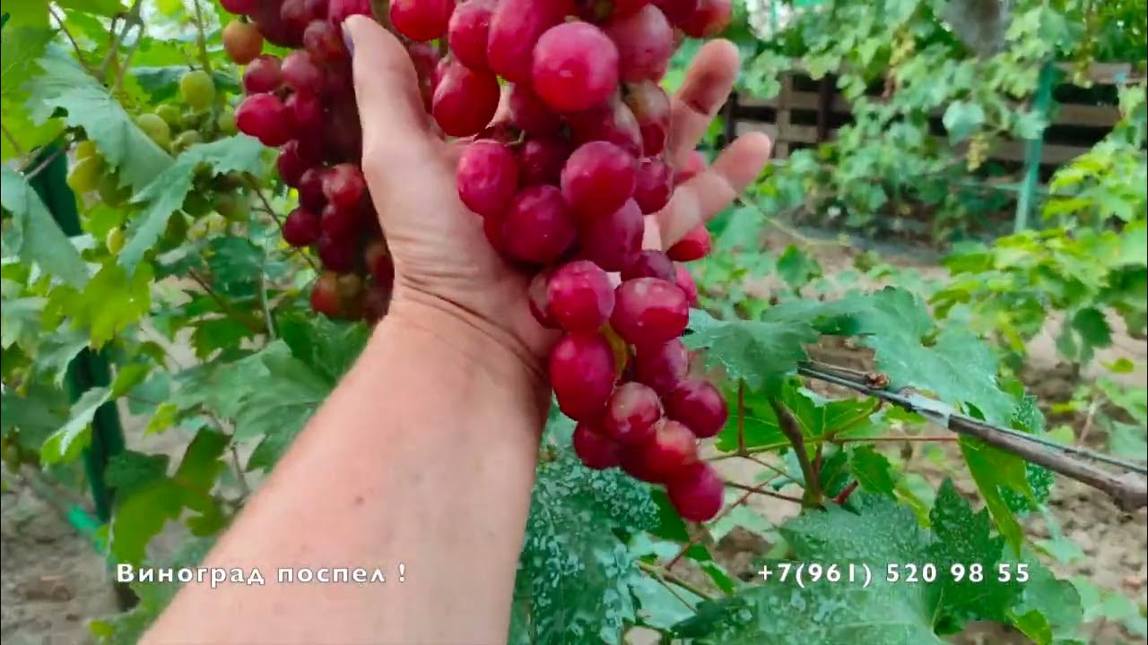 Виноград Аніта - YouTube