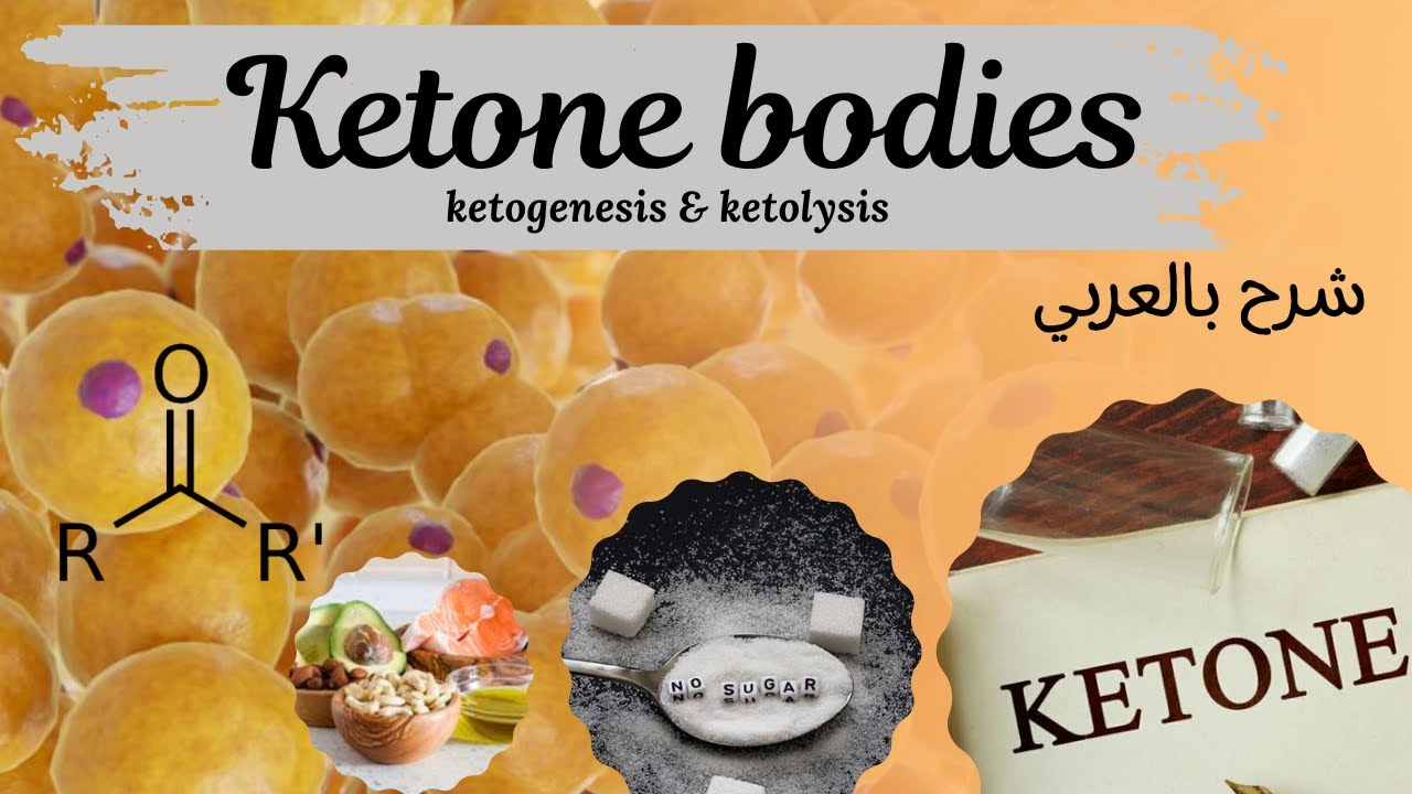 11.keton bodie (ketogenesis & ketolysis) biochemistry شرح بالعربي