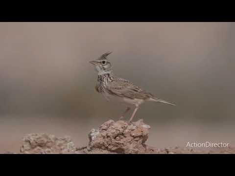 تغريد جميع طيور حسون بوح قمتشو هزار ولوالا قوبع