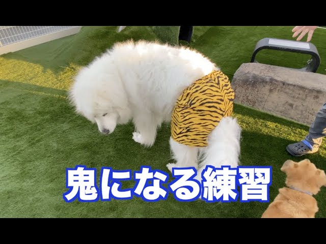 節分に向けて衣装確認　グレートピレニーズ
