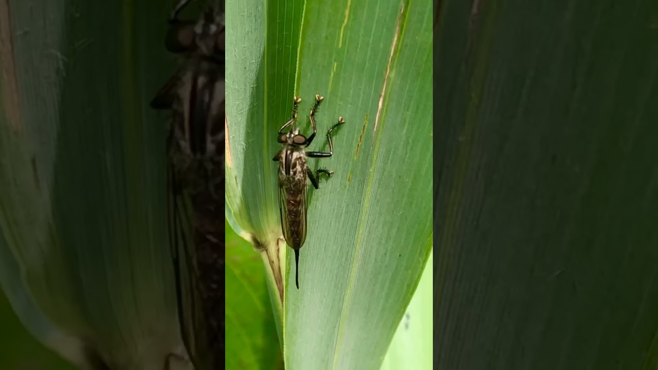 Efferia Robber Fly buzzing off