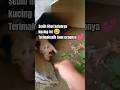 Evakuasi keluarga kucing dari banjir #kucing #kucinglucu #catlover