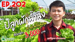 ปลูกผักไฮโดรน้ำนิ่ง สร้างรายได้สูงสุด 3,000 บาท/สัปดาห์ l เกษตรกรไทย สร้างรายได้ Ep202