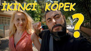 VLOG 43 - İKİNCİ BİR KÖPEK ???