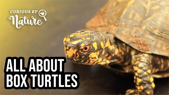 Why Are Box Turtles Called Box Turtles?