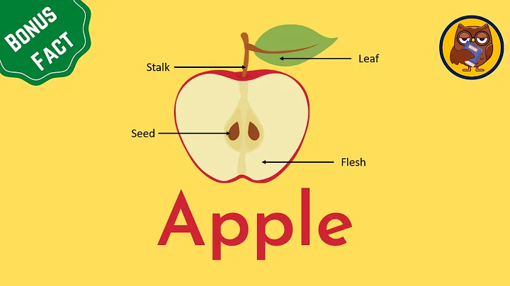 (Ultimate) Visual Dictionary - Apple | Bonus Fact