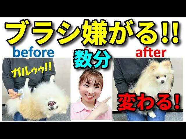 犬 お手入れ すぐ改善 愛犬がブラッシングを嫌がる 暴れる 出来るようになる方法見せます 犬のしつけ 横浜 新遠藤エマチャンネル Youtube