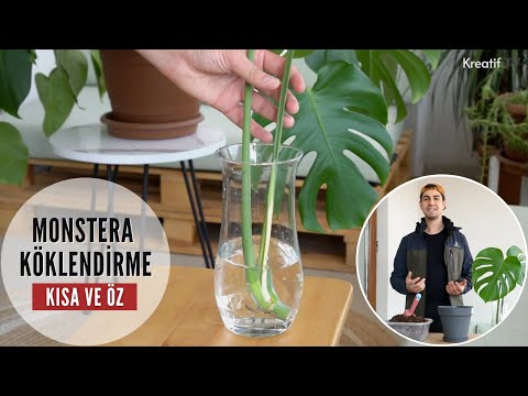 Video: Monstera'nın çoğaltılması: Bir çiçek Evde Yaprak Ve Hava Kökleri Ile Nasıl Yayılır? Kesimlerle Nasıl Yayılır? Bir Canavar Nasıl Ekilir?