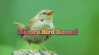 Nature Bird Sounds #youtube#video by NATURE'S BEAUTY  400 views 1 month ago 8 minutes, 2 seconds