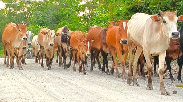 Suara Sapi Moo, kawanan Lembu sapi jinak berkeliling di jalan,ladang, Sapi lucu...