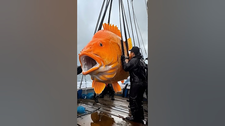 Raro Peixe Orange Gigante #animals #ocean #peixes #monster #pesca