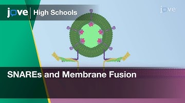 SNAREs and Membrane Fusion | Cell Bio | Video Textbooks - Preview