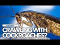 Az of pests pest advice for cockroaches