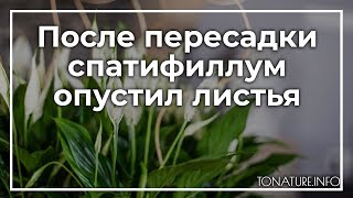 После пересадки спатифиллум опустил листья | toNature.Info