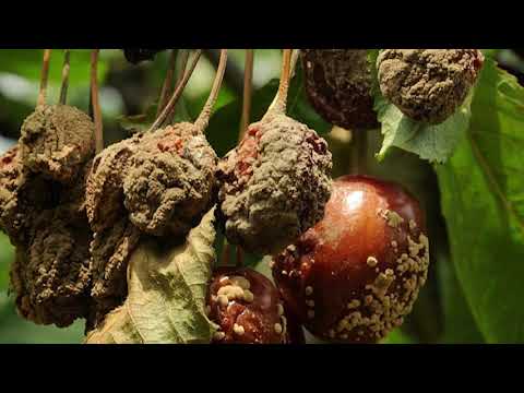 Video: Sitosporoz - Meyvə Bitkilərinin Quruması