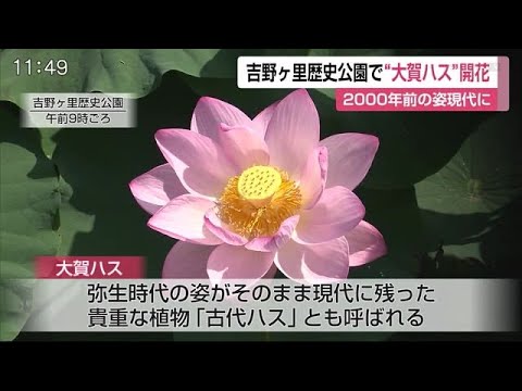 2千年以上前の姿を現代に残す 大賀ハス 開花 佐賀県 06 16 12 00 Youtube