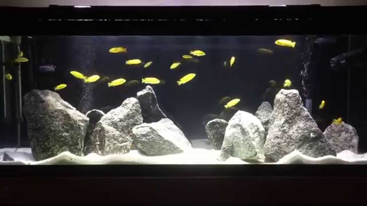 mbuna cichlid tank