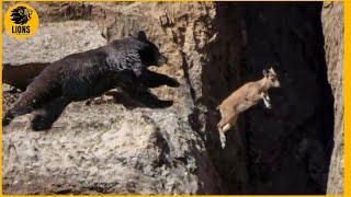 This Bear Can't Catch a Mountain Goat | Animal Fighting