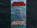 遂にオゴポゴの姿が激撮される…#uma #未確認生物 #未確認生命体