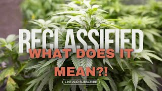 Marijuana Reclassified What Schedule 3 Means For The Future