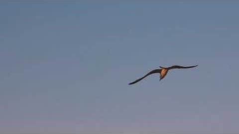 القارىء عبيده موفق سوره ابراهيم Surah Ibrahim