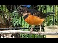 Suara Murai Paud Belajar Bunyi Sukses Bikin Mb Anakan Trotol Langsung Nyaut Ikut Gacor Ngeplong Mp3 - Mp4 Download