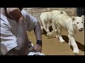 Video of Popular Comedian Egungun in a Lion's Den Goes Viral