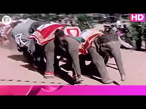 Elephant Vs Leopard !!!