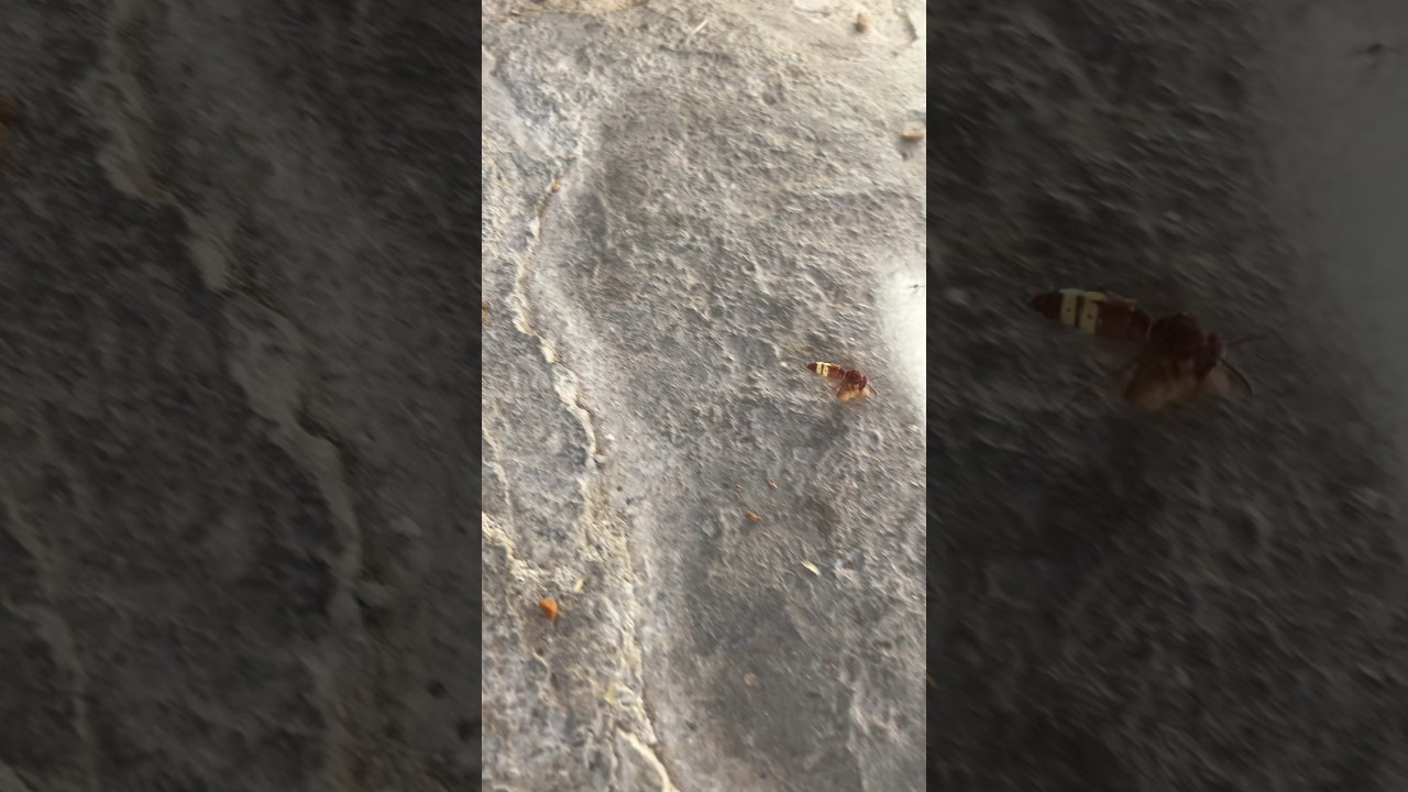 an oriental hornet vespa in the Republic of Cyprus 🇨🇾 | the earth’s nature