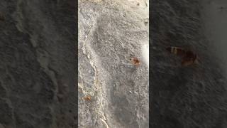 an oriental hornet vespa in the Republic of Cyprus 🇨🇾 | the earth’s nature