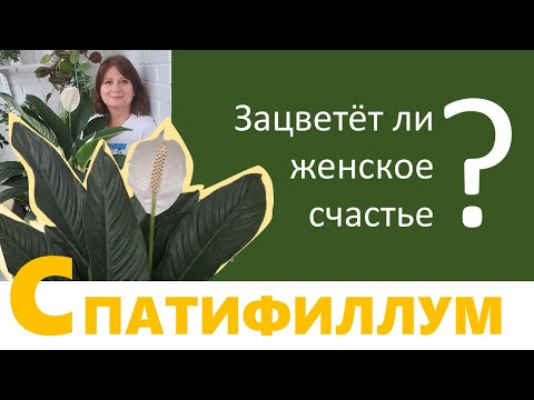 СПАТИФИЛЛУМ. Почему не цветет спатифиллум ("женское счастье"). Что делать для цветения спатифиллума