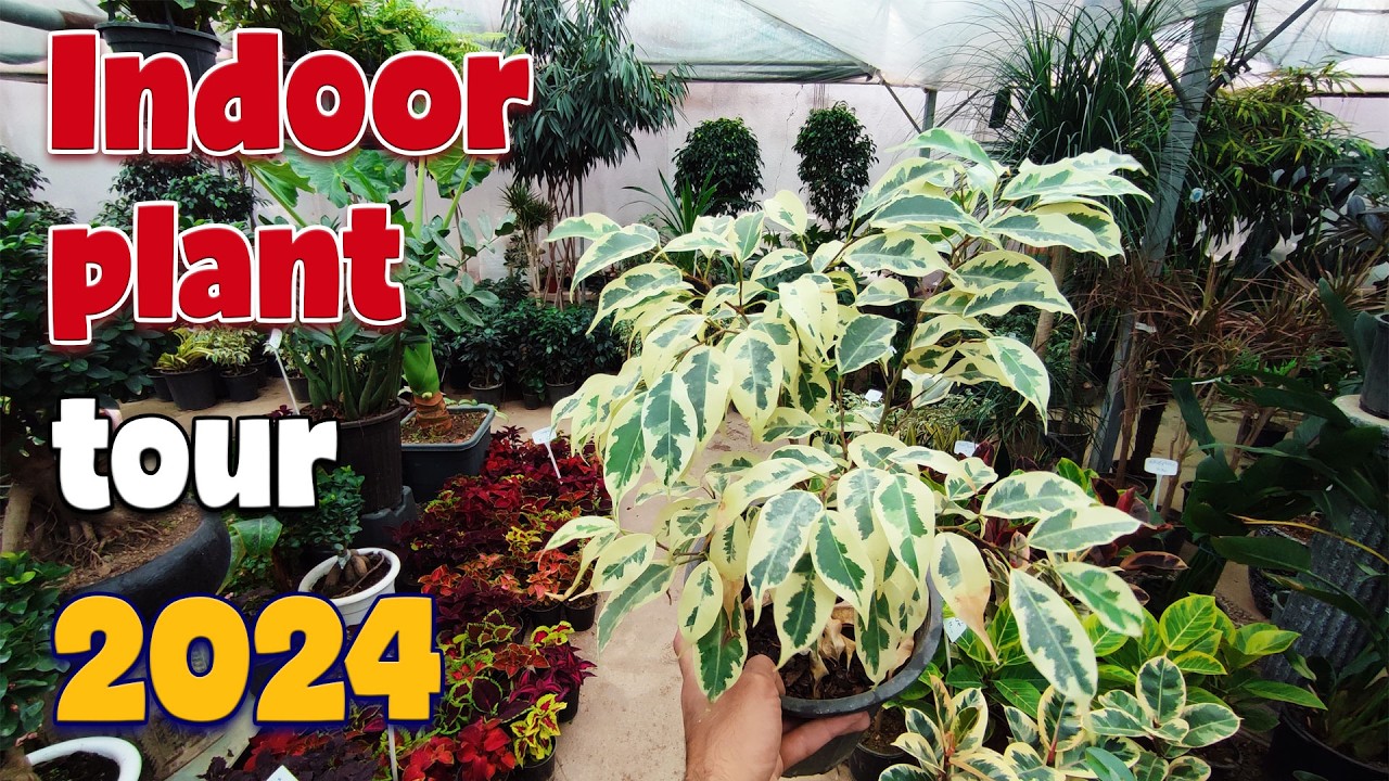 House plant tour 2024 | My favourite indoor plants collection in ...