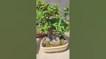 cây quất sai quả