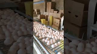 pabrik telur di jepung