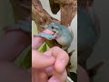 太り過ぎを指摘され、キレ散らかすカエル🐸 #shorts