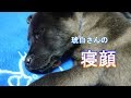 【説明不要な】おねむな琥白さん【可愛さ】