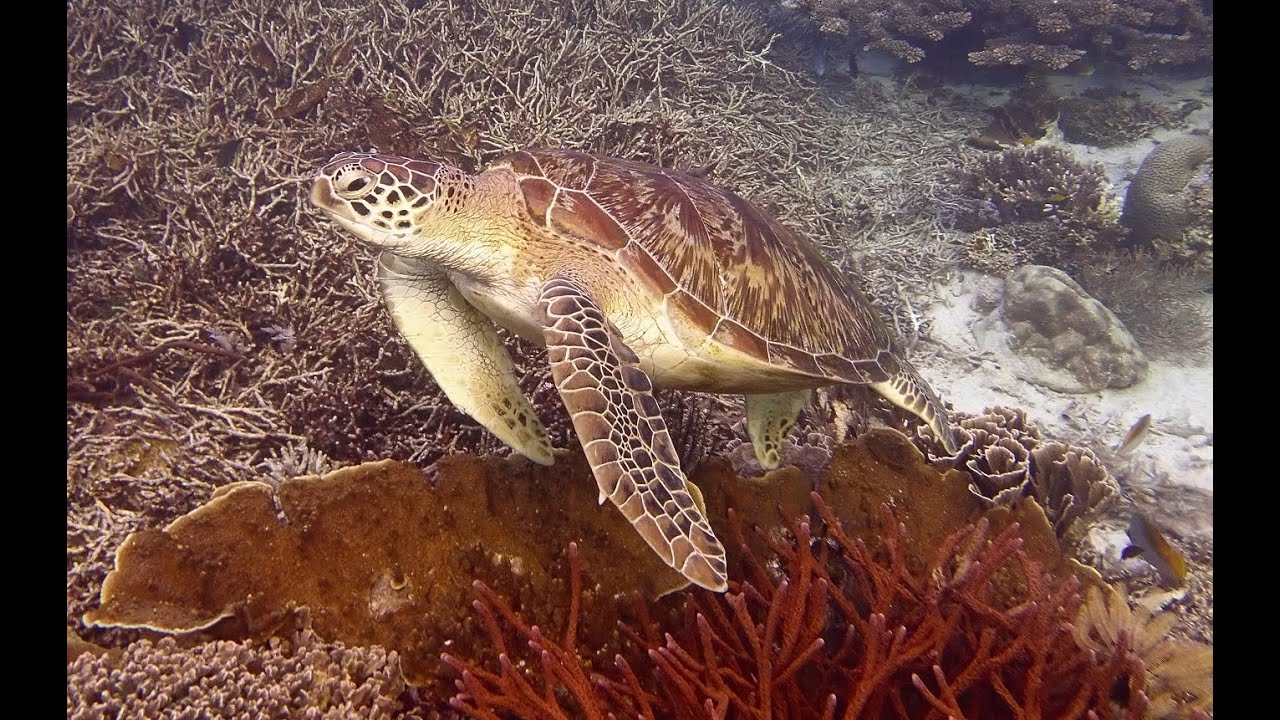 Komodo y Bali 8 2022 Viajesbuceo com FULLHD VIDEO RESUMEN