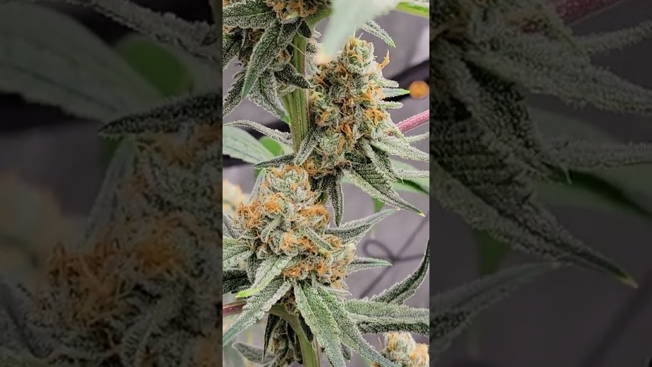 Dr who day 63 form Homegrown Natural Wonders 🔥🔥