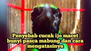 Penyebab cucak ijo macet bunyi pasca mabung, dan cara mengatasinya.