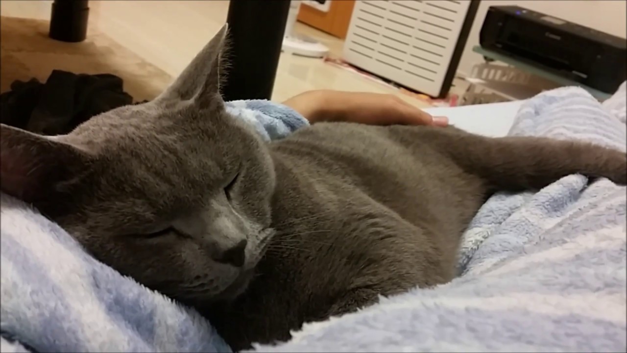 狂暴な猫も寝るときは乙女のように添い寝。でもやっぱり・・・ - YouTube