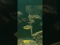 Jaguar fish#fun #aquarium #fishing #