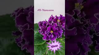 АВ-Наполеон #фиалки #beautifulflowers #Violets  #veilchen #violette