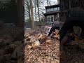 Cutting up firewood