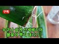 산세베리아 식물 누구나 쉽게 물꽂이하여 뿌리내리기 plants