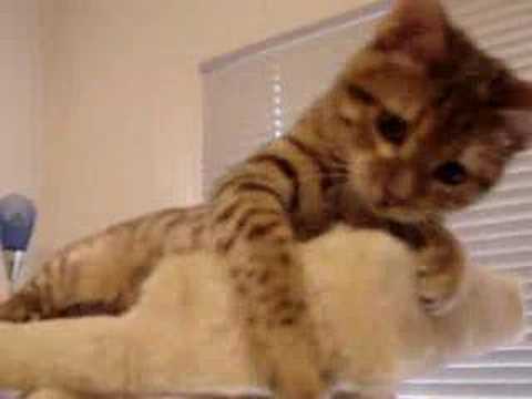 Bengal Kitten Leo Falls