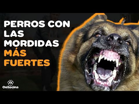 Video: Las 10 mejores razas de perros gigantes