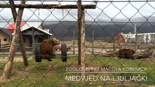 Zoološki Vrt Macola U Korenici - Medvjedi